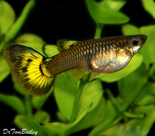 Premium FEMALE Fancy Assorted Guppies, on SALE