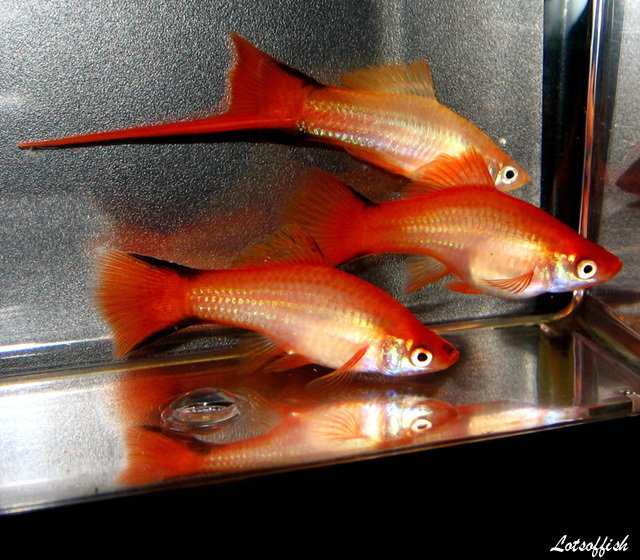Solar Flare Swordtail for Sale