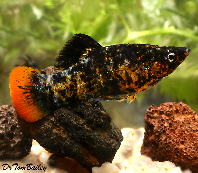 Premium New and Rare, Orange Tail Molly
