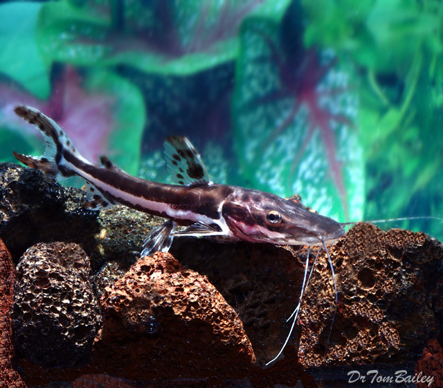 Premium Tiger Shovelnose Catfish, Tank Raised