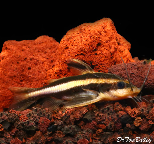 Premium Striped Raphael Talking Catfish, Tank Raised, Size 2.5" to 3"