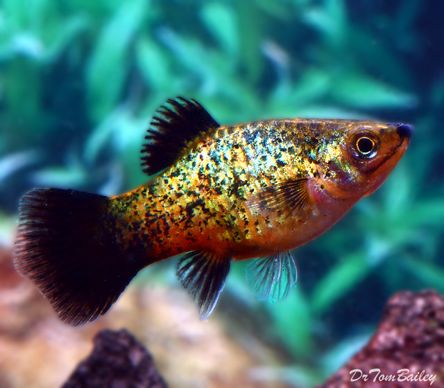 Premium Spangled Wag Platy