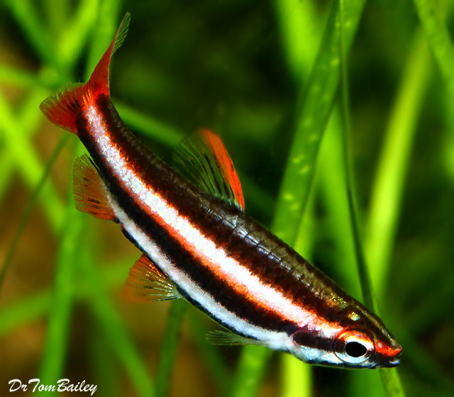 Premium Rare, Ruby Red Pencilfish, Nano Fish