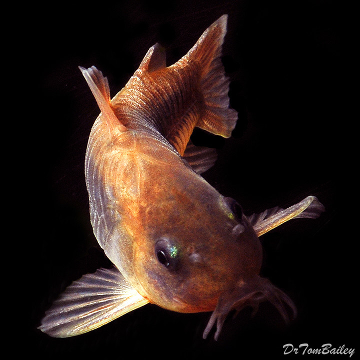 Premium Bronze Corydoras Catfish, Size 1" to 1.2"