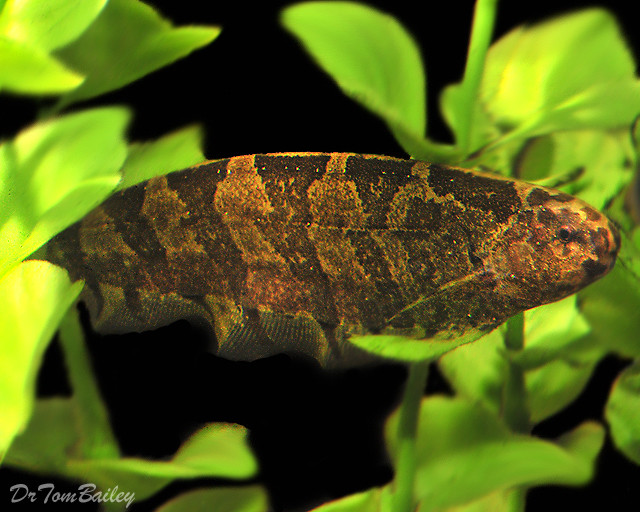 Premium Rare WILD, Centipede Knifefish, Steatogenys Duidae