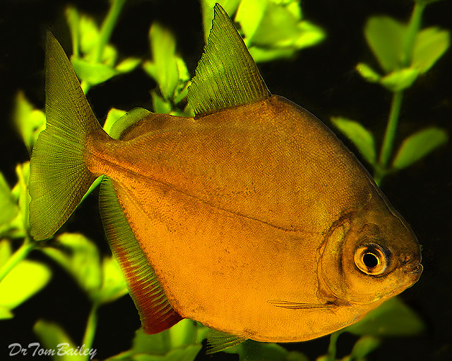 Premium Silver Dollar Fish