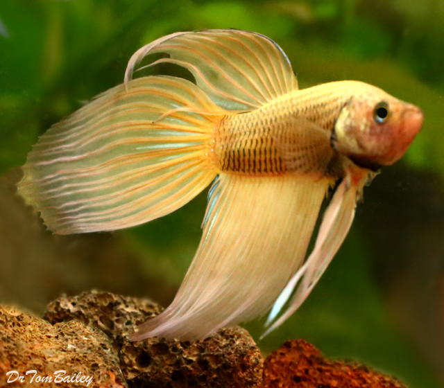 Premium MALE Mustard Betta Fish