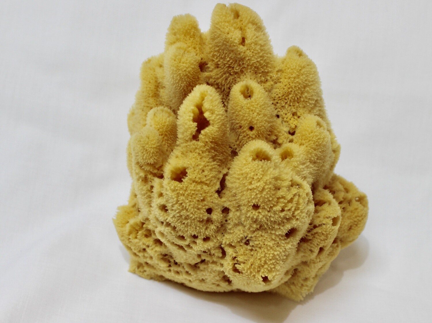 Decorative Yellow Sponge Store Lori’s Soap & Sponge