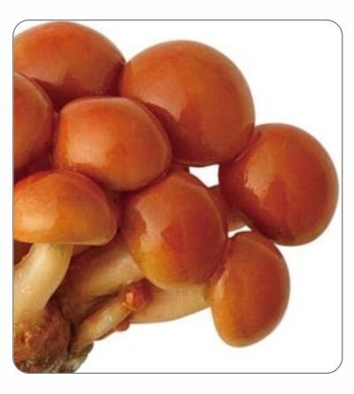 Намеко маринованные. Грибы намеко консервированные. Китайские опята намеко. Грибы консервированные "намеко" 0,4кг 1*24. Грибы намеко.