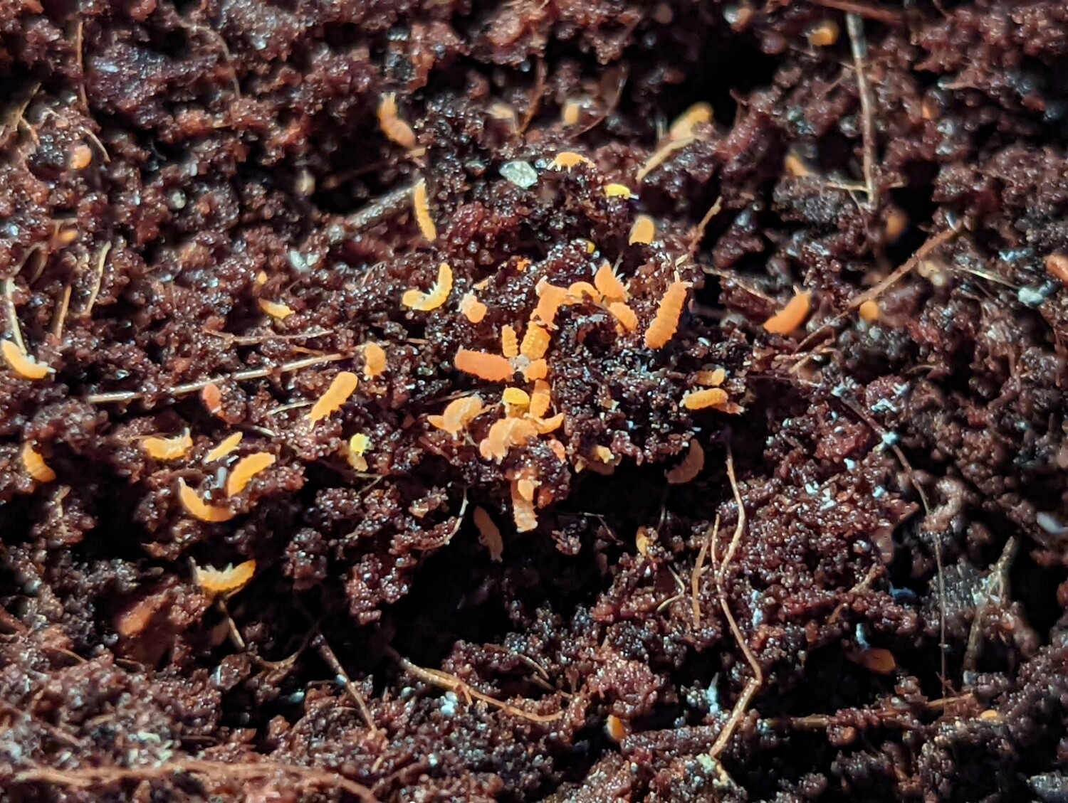Orange springtails, Bilobella braunerae (50+)