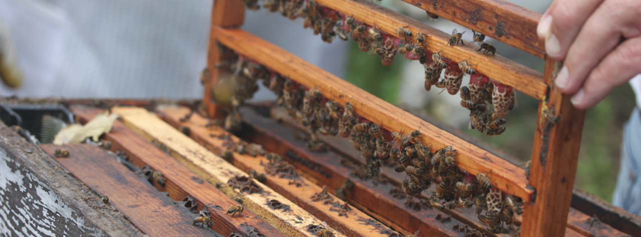 Package Bees And Queens Tate�s Honey Farm B42