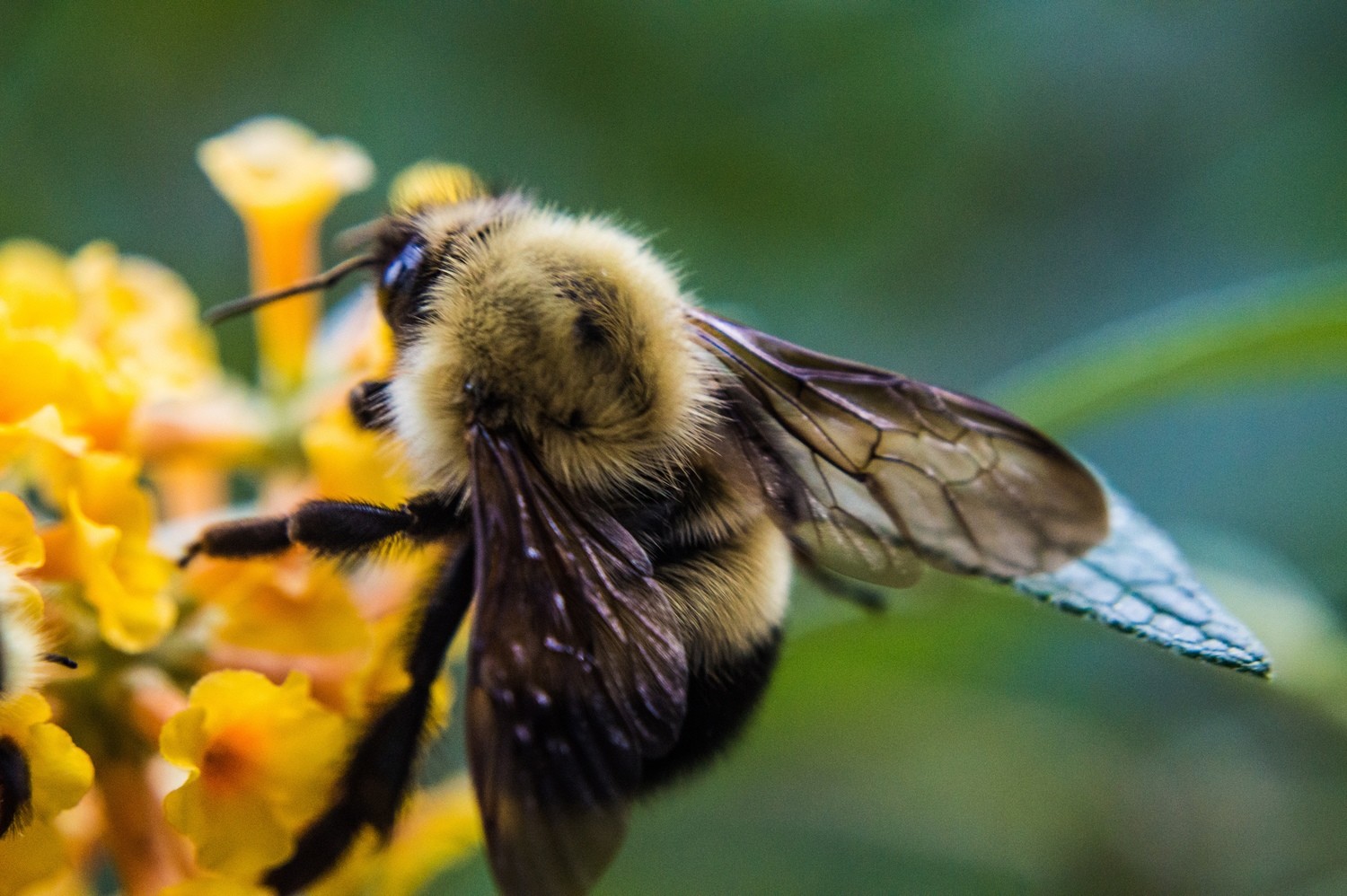 Busy Bee eating pollen.