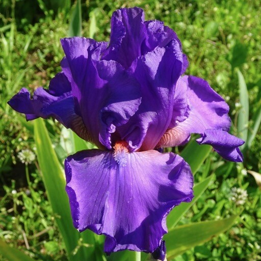 Minnesota Violets Iris Catalog