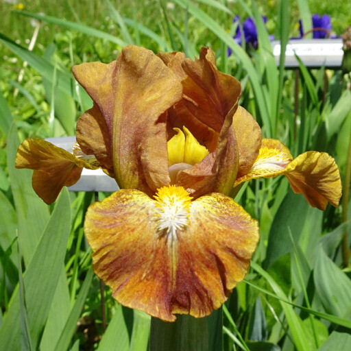 Tuck Everlasting Iris Catalog