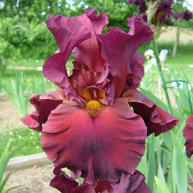 Red Iris Catalog