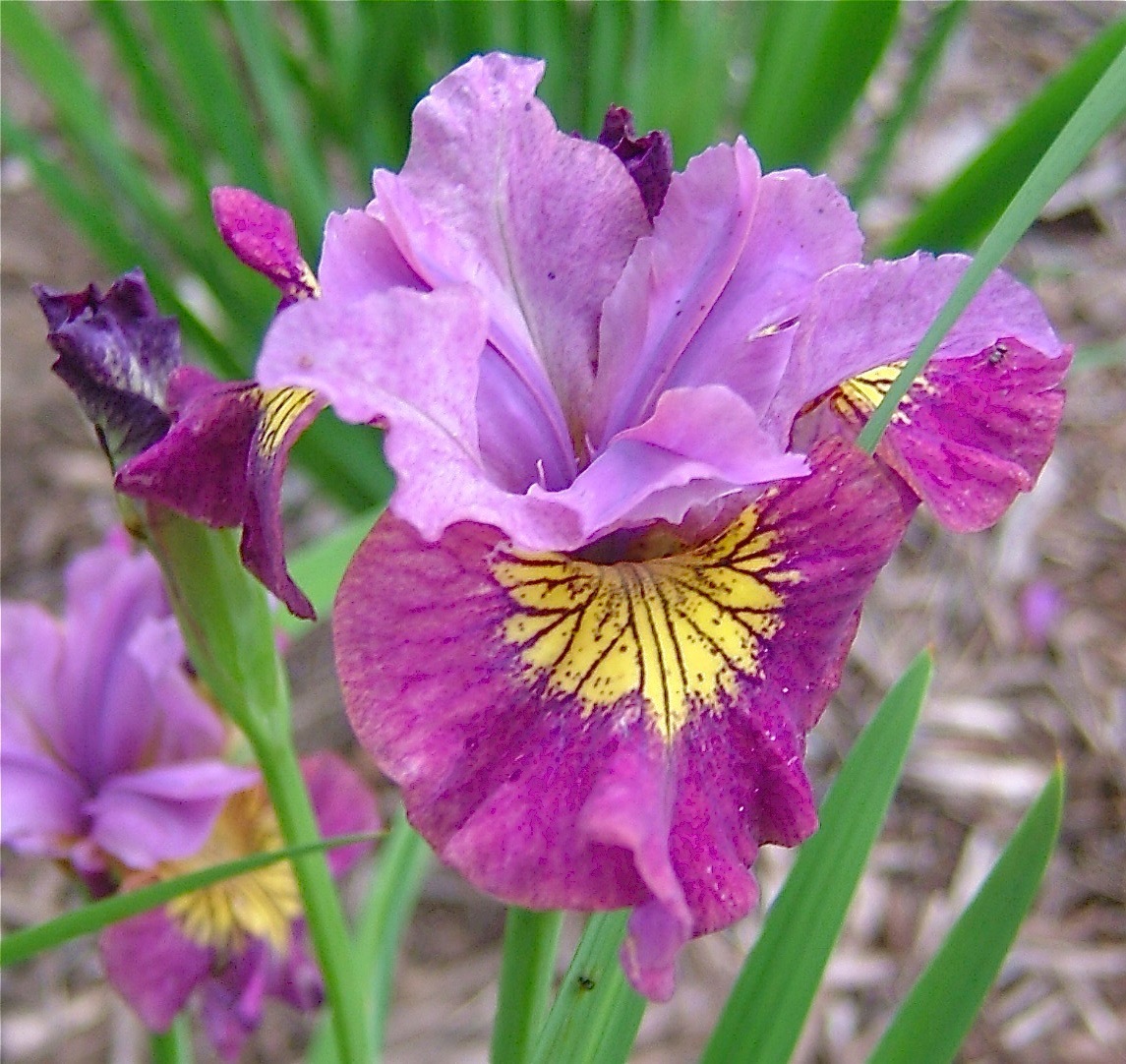 Ирисы сибирские мисс эппл. Ирис sibirica miss apple. Ирис decadence (blyth 2004). Ирис сибирский miss apple. Яблоко ирис.