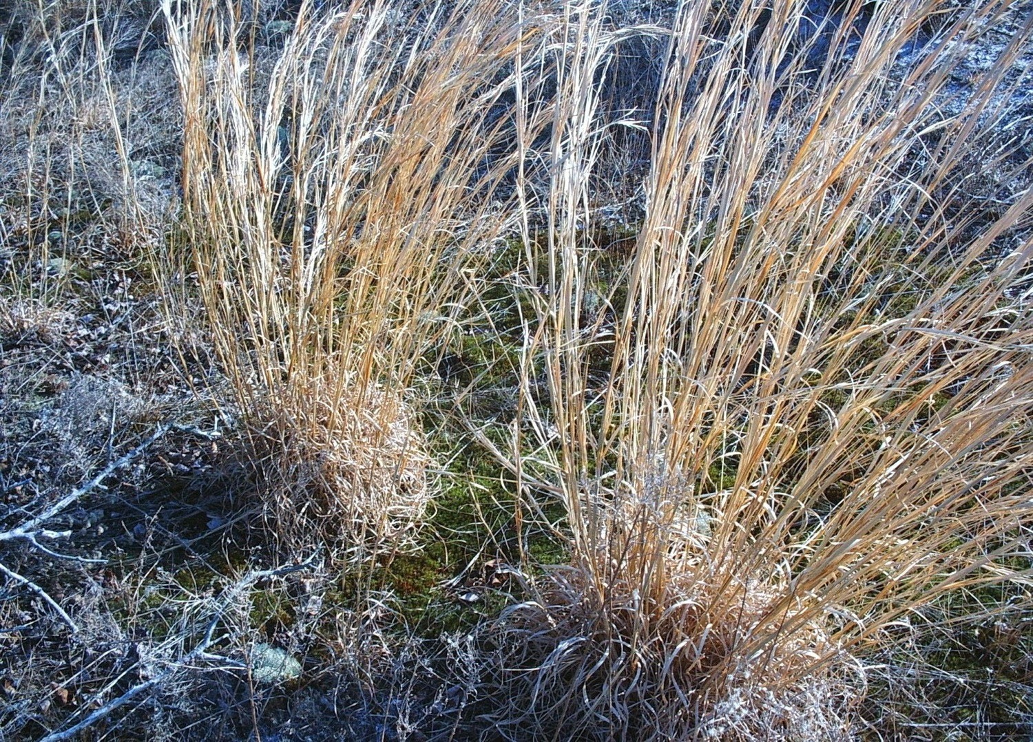 Broomsedge (Andropogon virginicus)
