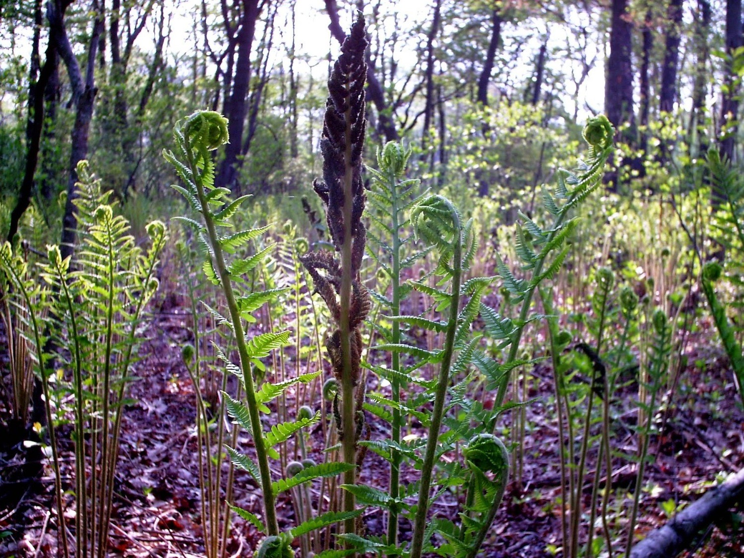 Cinnamon Fern (Osmunda cinnamomea)