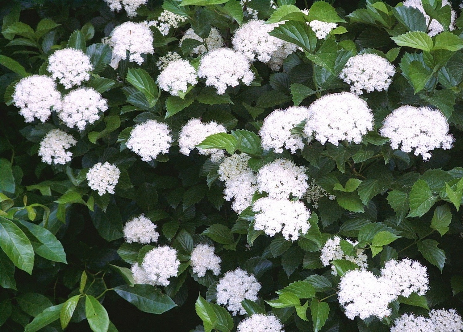 Arrowwood Viburnum (Viburnum dentatum)