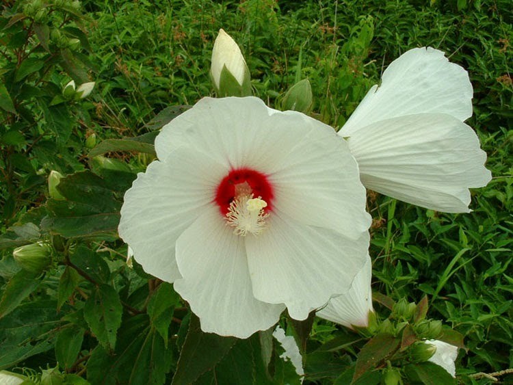 Swamp RoseMallow (Hibiscus moscheutos)