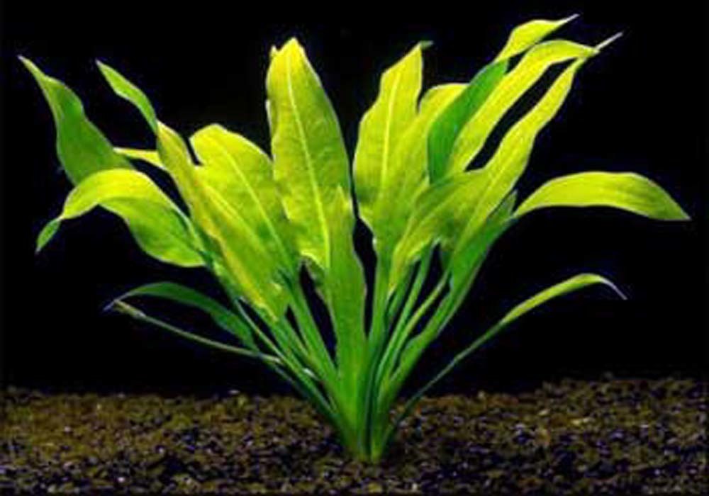 эхинодорус амазонский аквариумное растение. эхинодорус амазонка в аквариуме. эхинодорус черная амазонка. эхинодорус уругвайский узколистный. эхинодорус амазонский аквариумное растение.