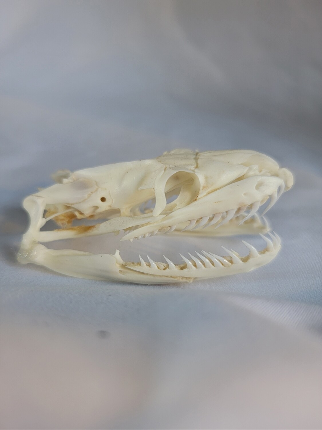 Python Wildman - The Defender of the Everglades | Savin' the Glades one ...