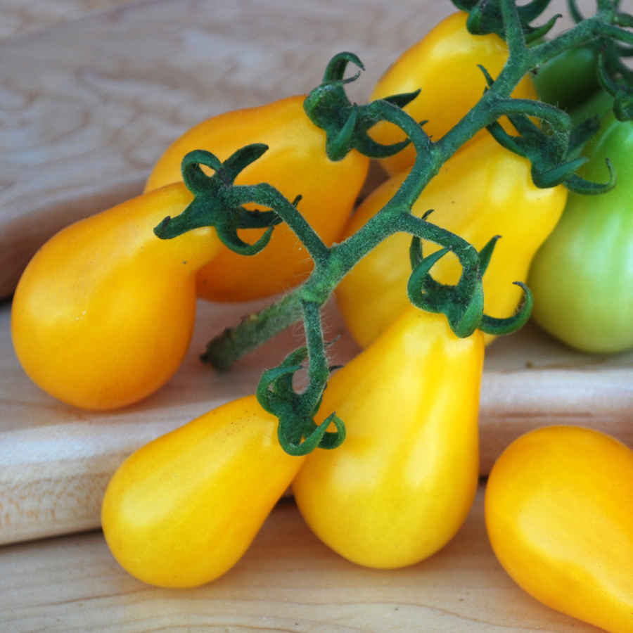 Yellow Pear Tomato Plant