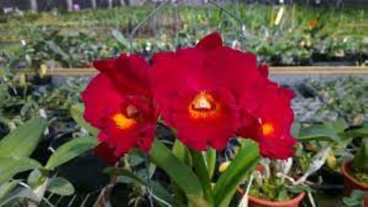 Rlc Paradise Ruby ‘Red’ – Catalogue – Ezi-Gro Orchids