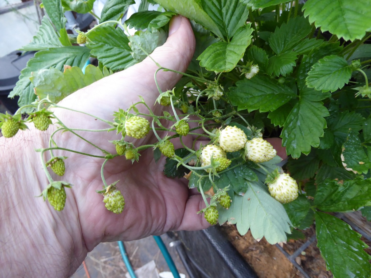 Alpine Strawberry 'Ivory' Store Strawberry Seed Store Strawberry