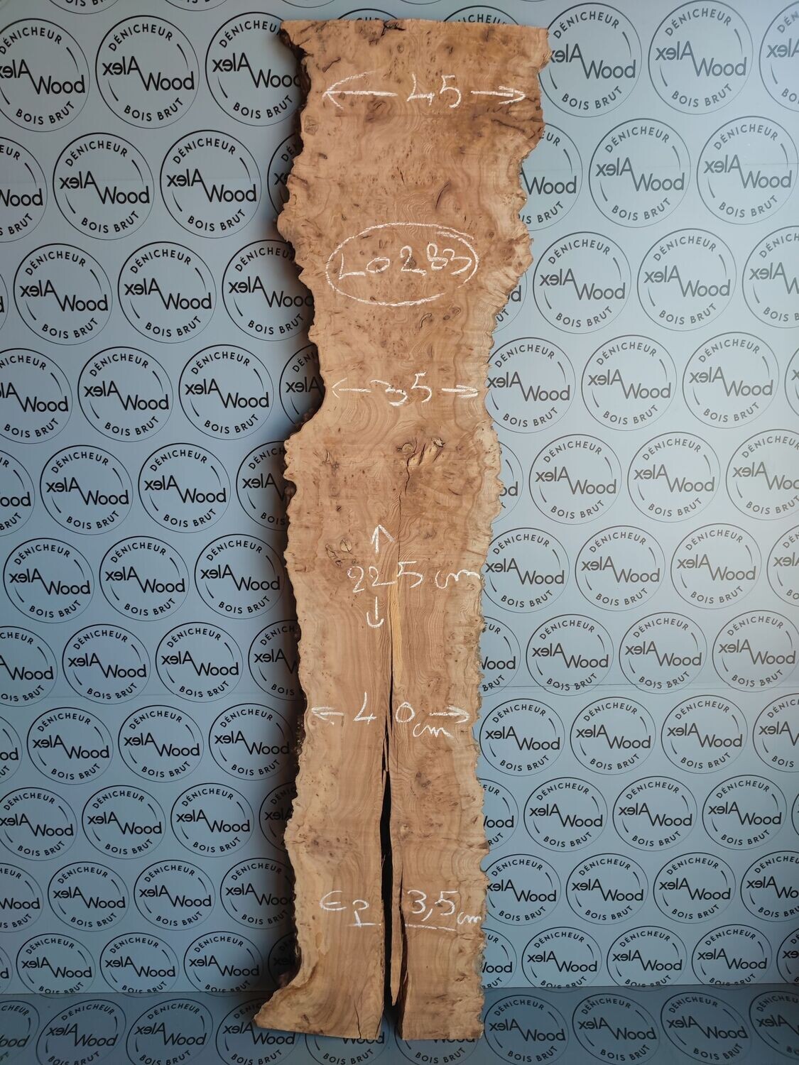 Plateau de loupe d'orme français