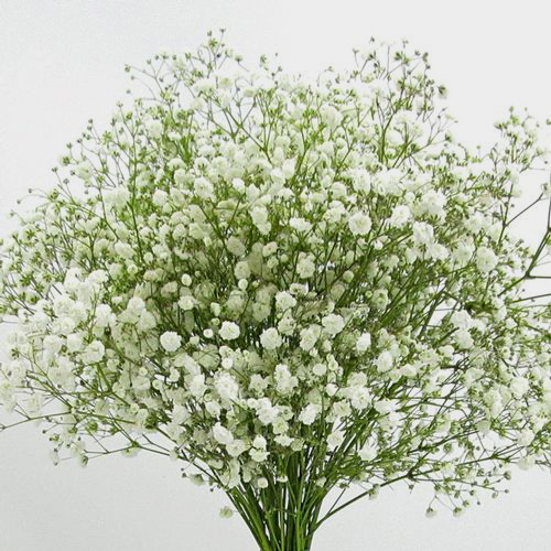 GYPSOPHILA