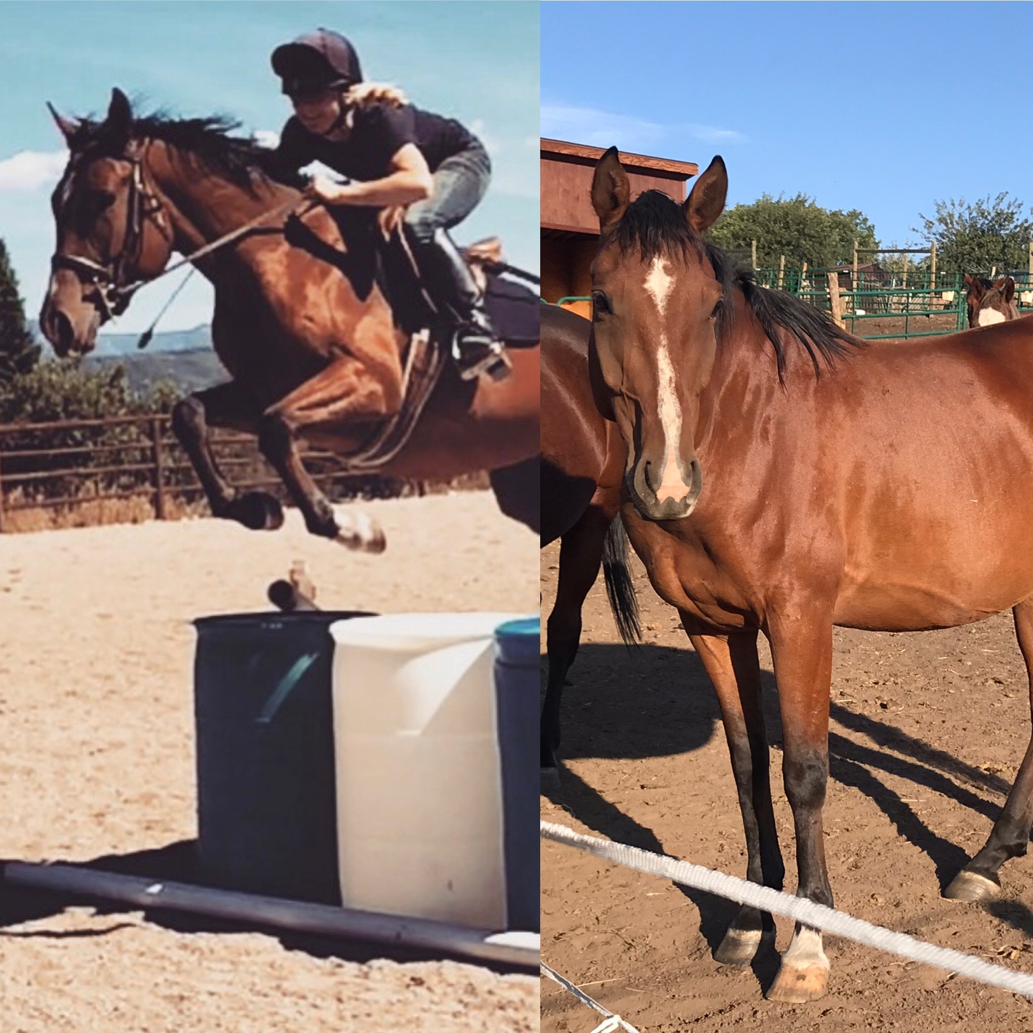 Horse Programs Lease & Care Activities and Programs CR Summit