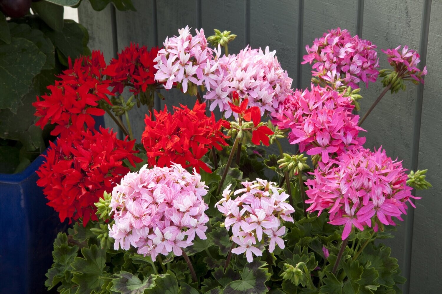 Geranium F1 Quantum Mixed x6 seeds, Stellar Type. 2025cm