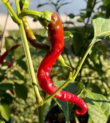 Dried Peppers (Thai Dragon)