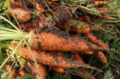 Carrots - Orange