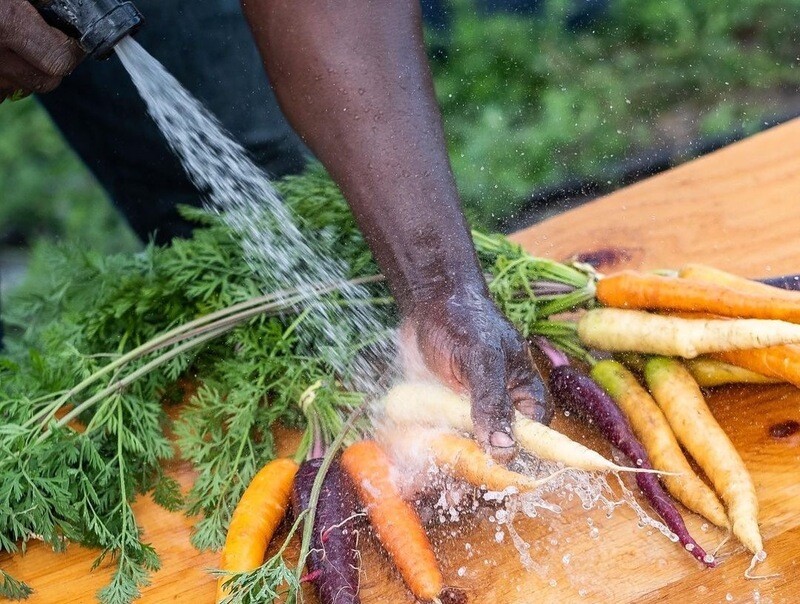 Carrots - Rainbow