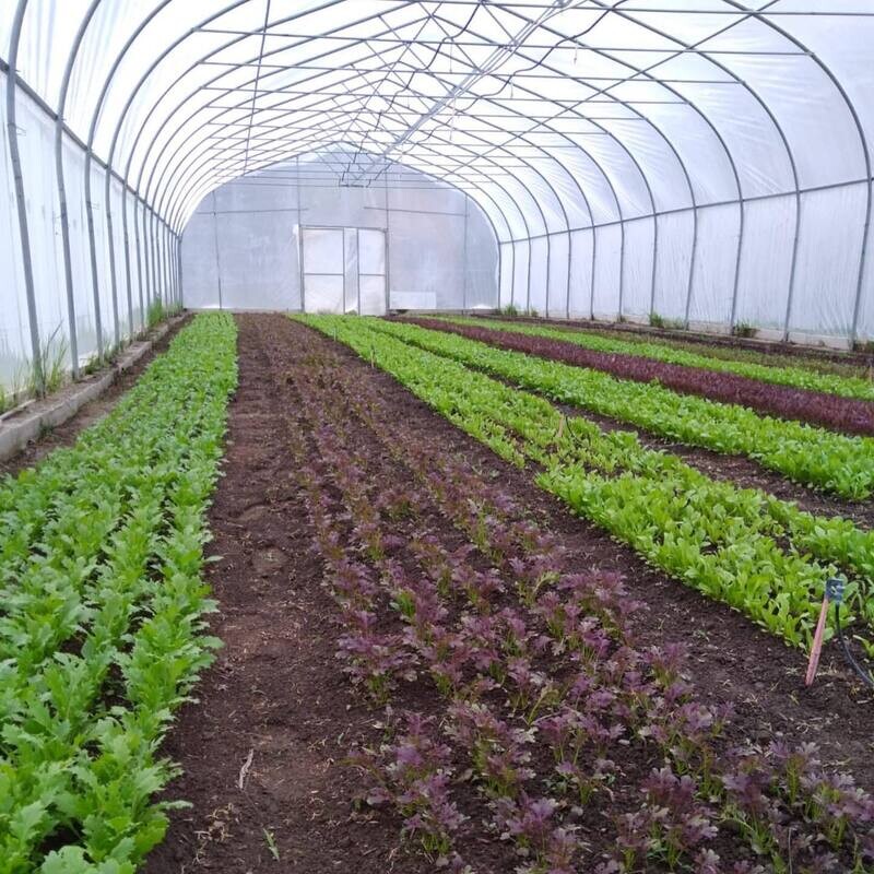 Salad Mix