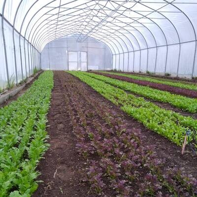 Salad Mix