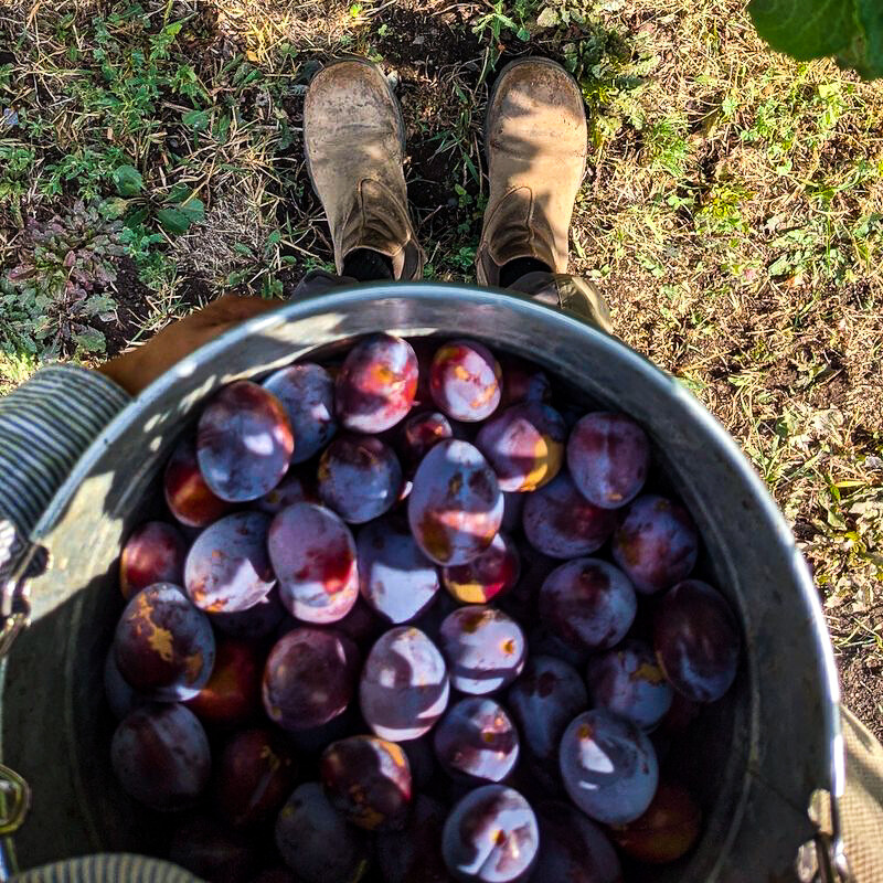 Row Fourteen Plum Jam
