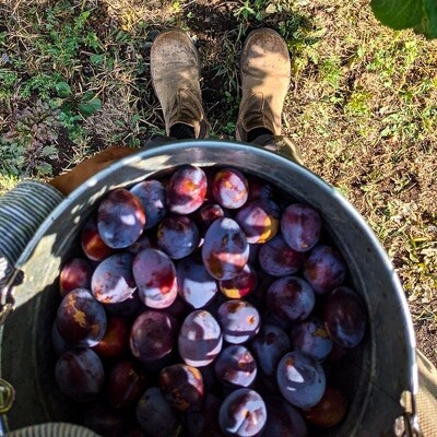 Row Fourteen Plum Jam