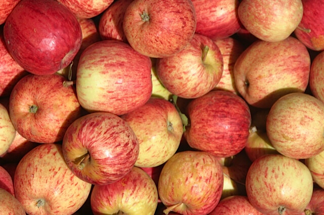 Apples - Gala