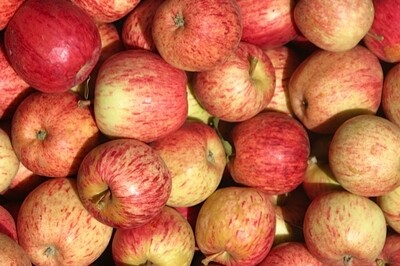 Apples - Gala