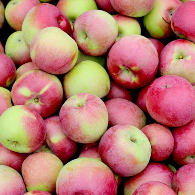 Apples - Macintosh
