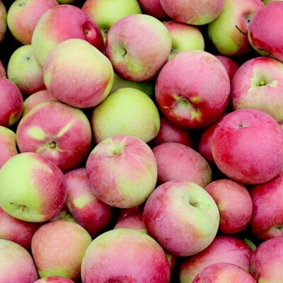 Apples - Macintosh