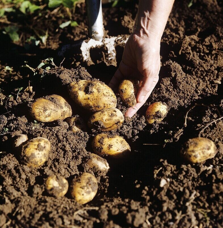 Potatoes - Seiglinde