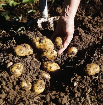 Potatoes - Seiglinde