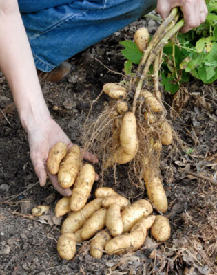 Potatoes - Fingerling
