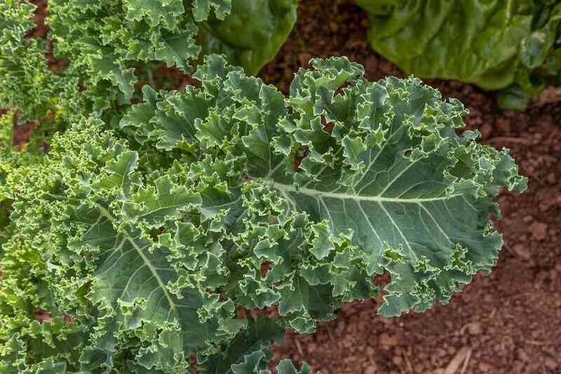 Kale