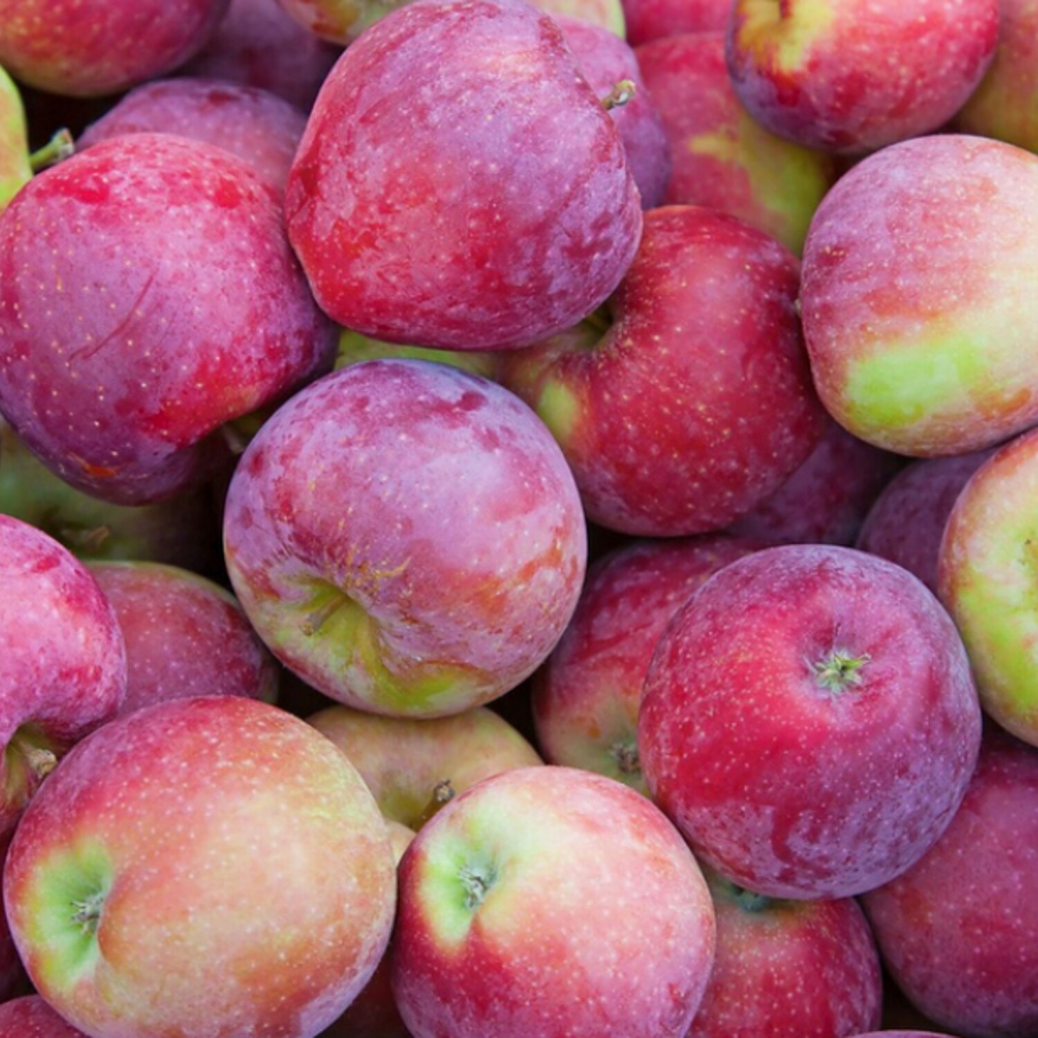 Apples - Spartan