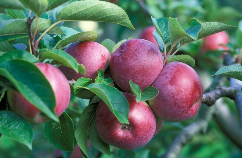 Apples - Spartan